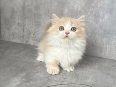 -小猫来了·猫舍(红山六九七九店)