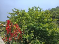 -泰山风景名胜区