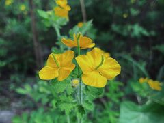 -云岫谷游猎自然风景区