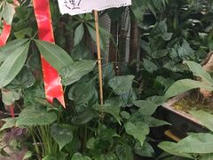 -秦美花卉(天朗·莱茵小城2期店)