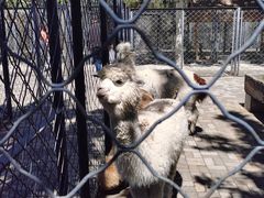 -长白岛森林公园