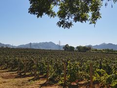 -北京张裕爱斐堡酒庄