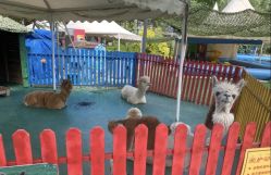 -萌宠亲子动物乐园(槐房万达店)