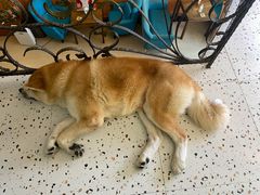 -喜柴咖啡·柴犬狗咖