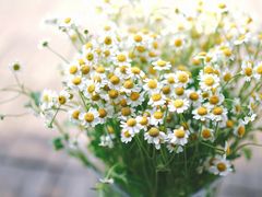 -花生FM_FLOWERS
