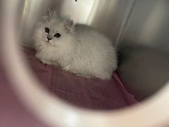 -北京观赏动物医院·24小时大型综合·猫专科·异宠专科