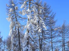 -中旅松花湖滑雪场