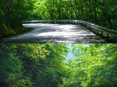 -牛背梁国家森林公园