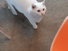 -泰国佛·塔罗·泰牌狐仙古曼