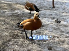 -新疆天山野生动物园