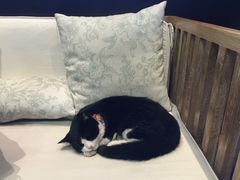 接待处的小猫-苏州文旅花间堂·探花府酒店