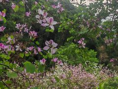 -广州白江湖森林公园