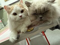 -伟伟宠物医院·瑞派猫友好医院·猫科(光谷店)