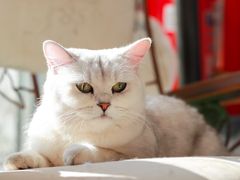 -平行世界·猫咖(首经贸店)