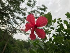 -中国科学院华南植物园
