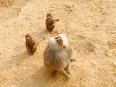 -济南野生动物世界