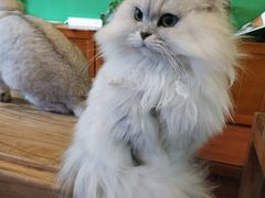 -李小姐の猫咖啡馆(五角场店)