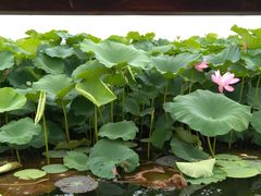 -荷塘月色湿地公园·向阳花洲
