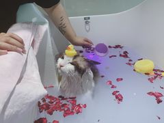 -Pets First伊珊娜洗护·精致美容·家庭式寄养(新会路店)