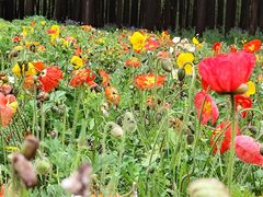 -上海共青森林公园