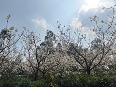 -樱桃山旅游景区