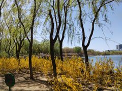 -大兴滨河森林公园