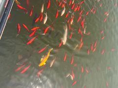 -石家庄市植物园