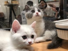-袖虎·猫馆(体育西路店)