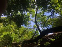 -呀诺达热带雨林