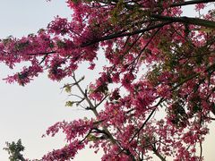 -芒洲湿地公园