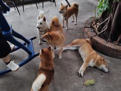 -柴犬高等学院·狗咖·柴犬售卖·宠物训练