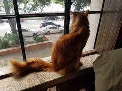 缅因猫-more than meow吴止猫主题餐厅(承德 中船汇店)