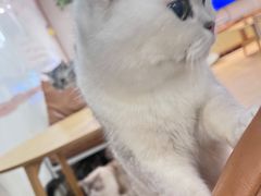 -李小姐の猫咖啡馆(五角场店)