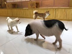 -柴源莊·柴小宠柴犬咖啡