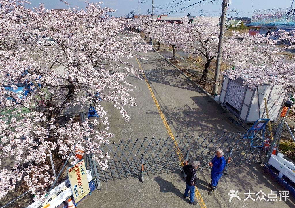 が満開になり、サクラのトンネルができ上っている