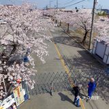 が満開になり、サクラのトンネルができ上っている