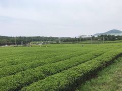 -雪绿茶博物馆