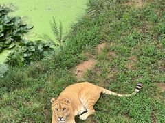 -西霞口神雕山野生动物世界