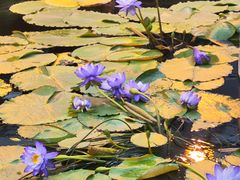 -国家植物园南园