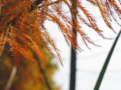 -昆山城市生态森林公园