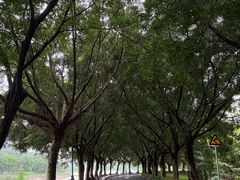 -风云岭森林公园