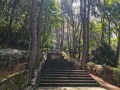 -铁山坪森林公园