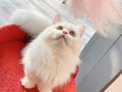 -萌兽医馆·眼科·异宠专科(三里屯店)