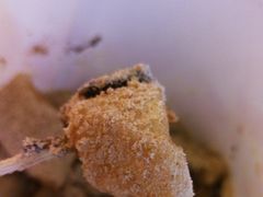 -朝鲜族打糕(时尚天河店)