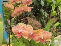 -石家庄市植物园