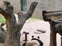 -都江堰中华大熊猫苑