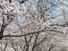 -西北湖绿化广场