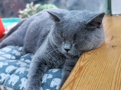 -猫小院猫主题咖啡厅(北锣店)
