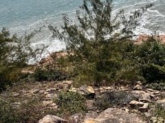 -广东惠东海龟国家级自然保护区