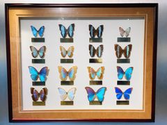 -上海昆虫博物馆